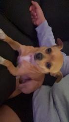 Lost Male Dog last seen Brown leaf and military, San Antonio, TX 78227