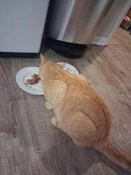 Reunited Male Cat last seen Hickory, Spring Lake, MI 49456