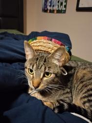 Reunited Male Cat last seen Mildred, Salem, OR 97306