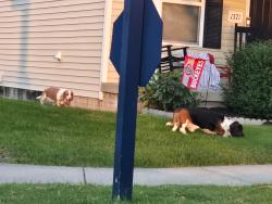 Reunited Unknown Dog last seen Ithaca and Battle Creek Wy, Columbus, OH 43228