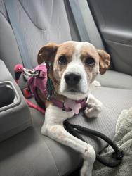 Reunited Female Dog last seen Near Mooncoin Way, Lexington, KY 40515, USA, Lexington, KY 40515
