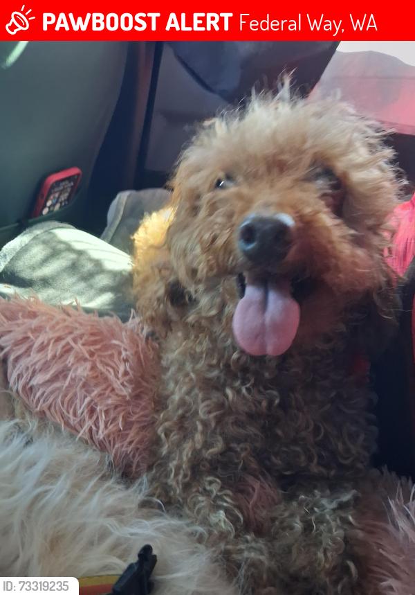 Lost Female Dog last seen 13th ave south, Federal Way, WA 98003