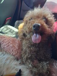 Lost Female Dog last seen 13th ave south, Federal Way, WA 98003