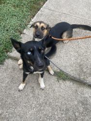 Found/Stray Male Dog last seen Plaza road extension and salamander run lane, Charlotte, NC 28215