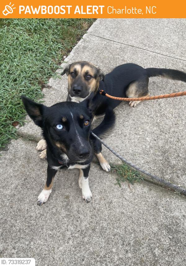 Found/Stray Male Dog last seen Plaza road extension and salamander run lane, Charlotte, NC 28215