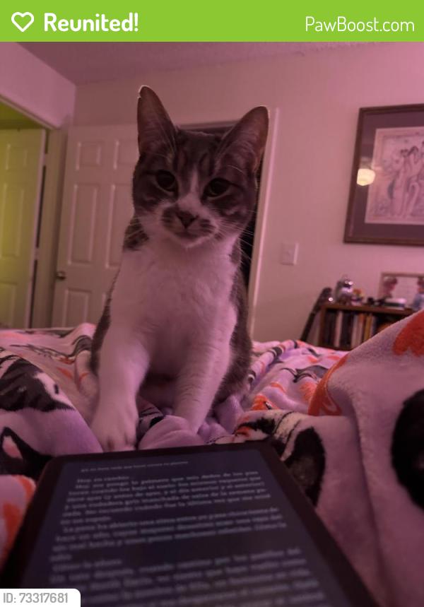 Reunited Female Cat last seen Tenth and Atlanta, Tulsa, OK 74104