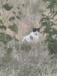 Found/Stray Unknown Cat last seen Thunderhead and Shearwater, Collin County, TX 75407