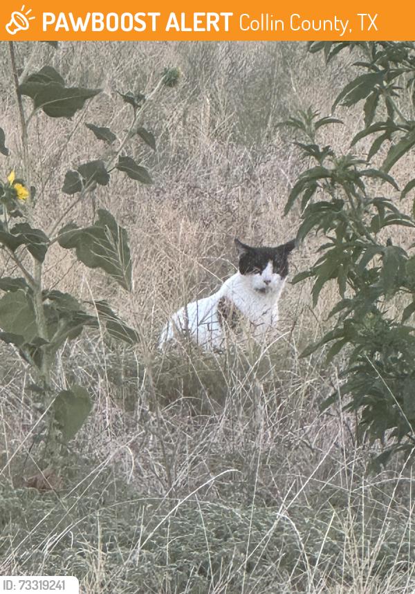 Found/Stray Unknown Cat last seen Thunderhead and Shearwater, Collin County, TX 75407