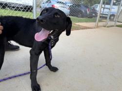 Shelter Stray Female Dog last seen CHARLOTTE, 8315 Byrum Dr, Charlotte, NC 28217, USA