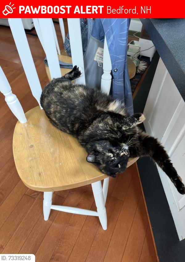Lost Female Cat last seen Market Basket, Bedford, NH 03110