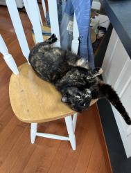 Lost Female Cat last seen Market Basket, Bedford, NH 03110