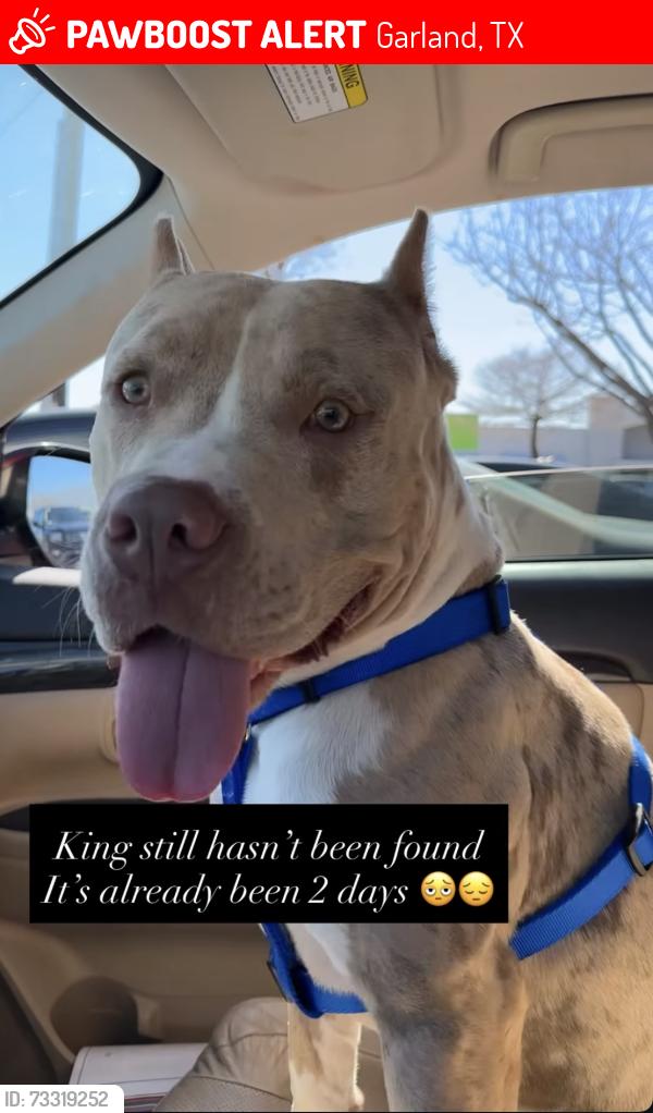 Lost Male Dog last seen Dairy rd, Garland, TX 75043