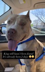 Lost Male Dog last seen Dairy rd, Garland, TX 75043