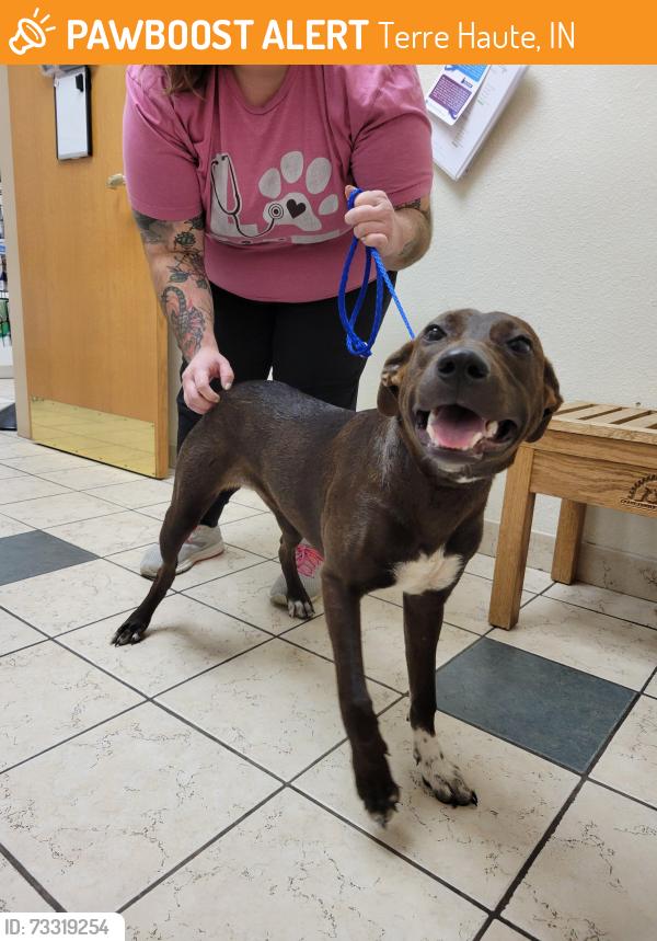Found/Stray Female Dog last seen Near the Scott's coustum colors, Terre Haute, IN 47804