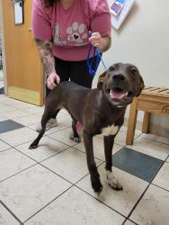 Found/Stray Female Dog last seen Near the Scott's coustum colors, Terre Haute, IN 47804