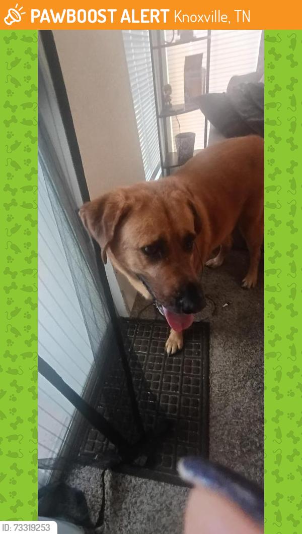 Found/Stray Male Dog last seen By dumpster bld 55, Knoxville, TN 37912