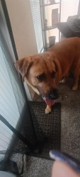 Found/Stray Male Dog last seen By dumpster bld 55, Knoxville, TN 37912