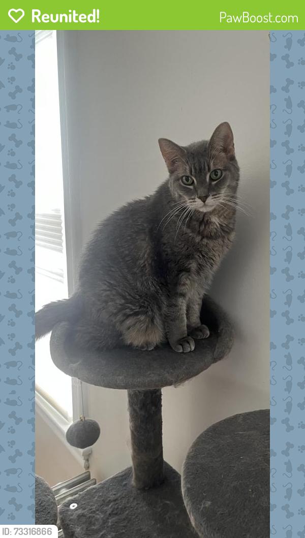 Reunited Male Cat last seen Deering and Cumberland Streets, Portland, ME 04101