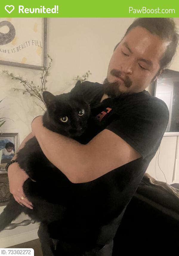 Reunited Female Cat last seen Mcdonalds, Los Angeles, CA 91402
