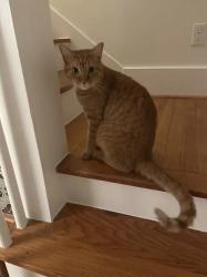Reunited Male Cat last seen Marshall & Dunlavy, Houston, TX 77006