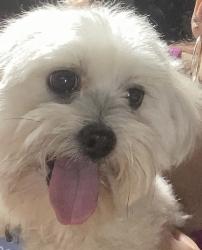 Reunited Male Dog last seen Near fairlane cir, Sanford, FL 32773