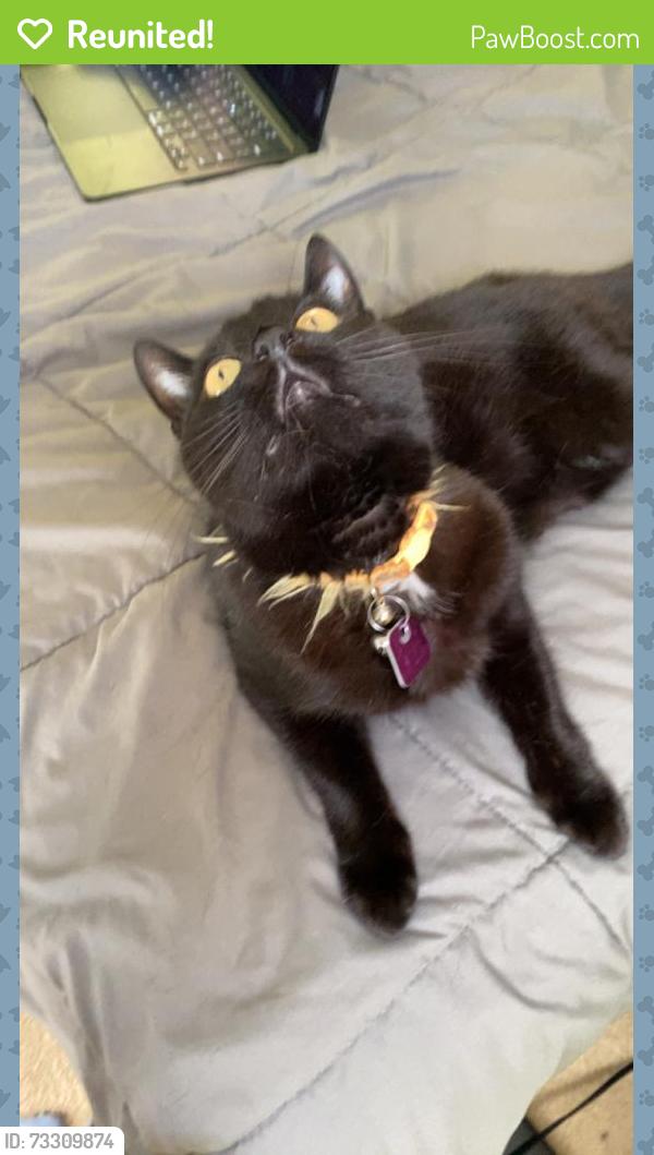 Reunited Male Cat last seen Tractor Supply, Gino's Barber Shop, Mantua Township, NJ 08051