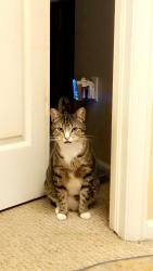 Lost Male Cat last seen 45th Avenue, Denver, CO 80239