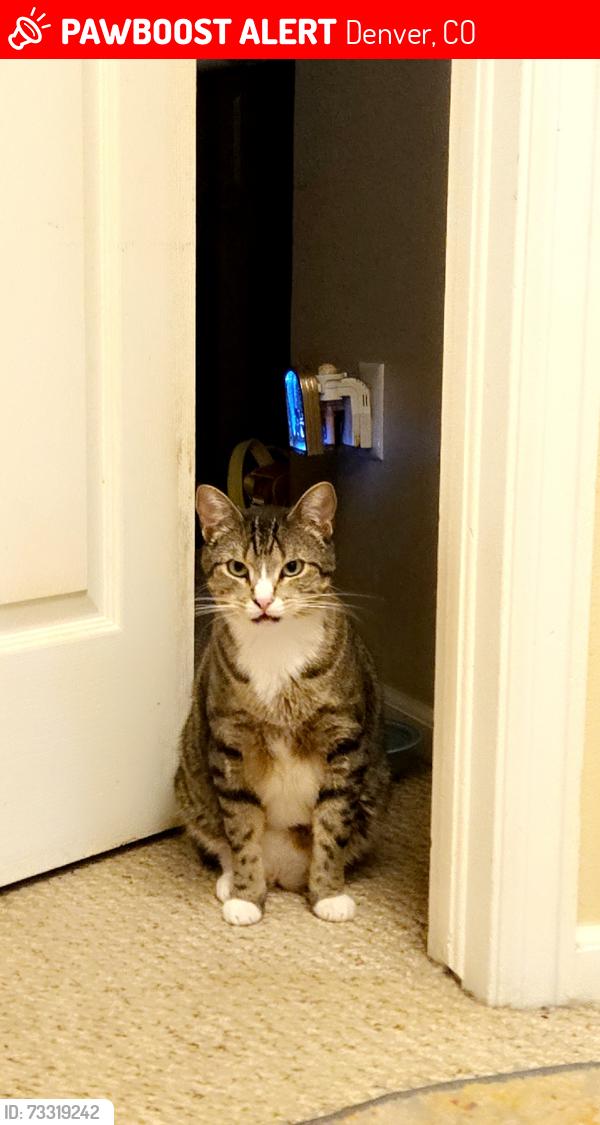 Lost Male Cat last seen 45th Avenue, Denver, CO 80239
