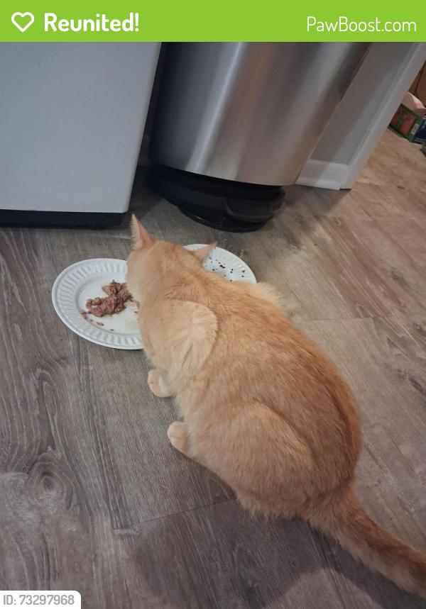 Reunited Male Cat last seen Hickory, Spring Lake, MI 49456