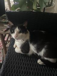 Found/Stray Male Cat last seen Bell st, Wilmington, NC 28401