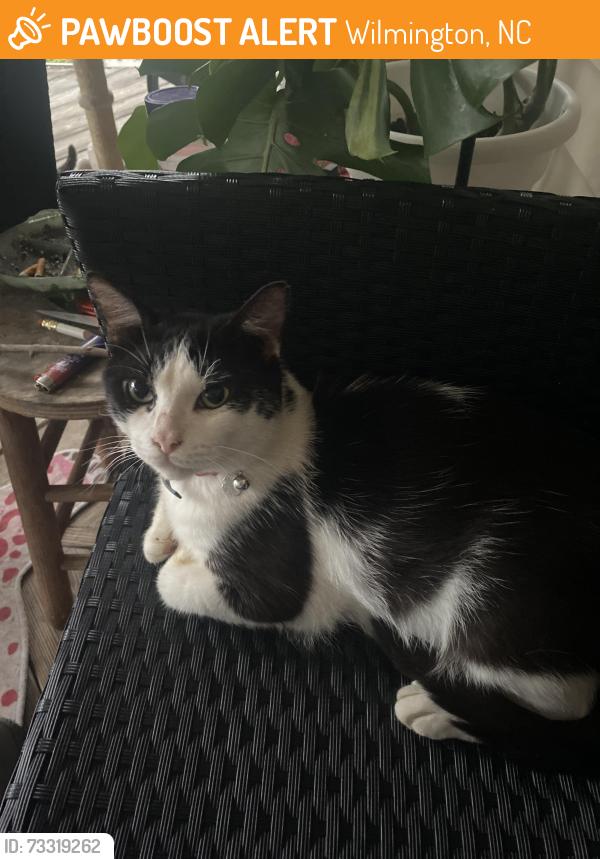 Found/Stray Male Cat last seen Bell st, Wilmington, NC 28401