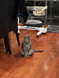 Reunited Male Cat last seen 3rd floor, Homebush, NSW 2140