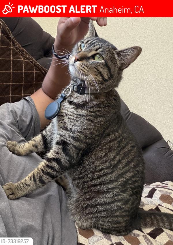 Lost Male Cat last seen S Maywood St & E Diana Ave, Anaheim 92805, Anaheim, CA 92805