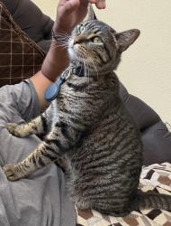 Lost Male Cat last seen S Maywood St & E Diana Ave, Anaheim 92805, Anaheim, CA 92805