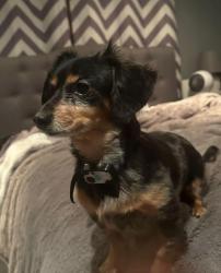 Lost Female Dog last seen Stroop x Cordell drive, Kettering, OH 45439