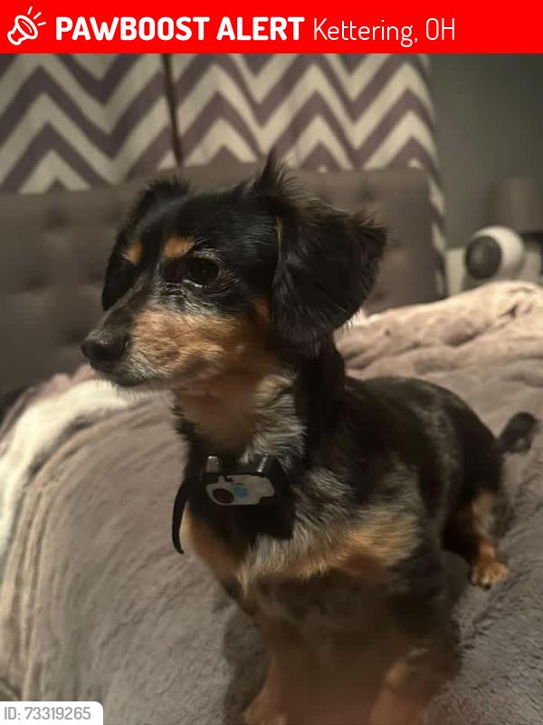 Lost Female Dog last seen Stroop x Cordell drive, Kettering, OH 45439