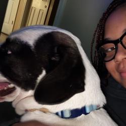 Reunited Male Dog last seen ridgedale dr, Snellville, GA 30078