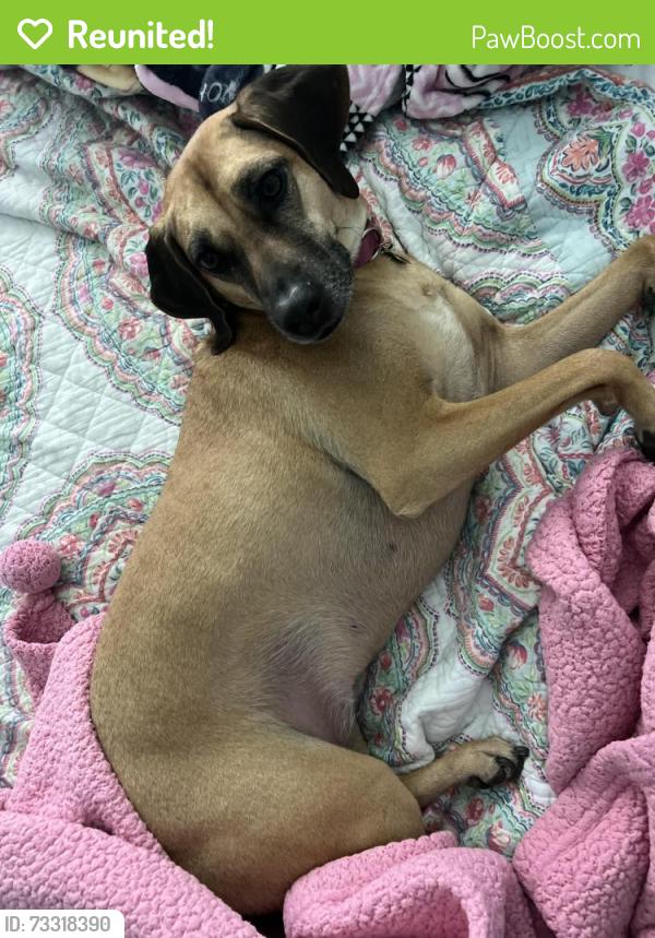 Reunited Female Dog last seen 68th St NE, Bradenton, FL 34209