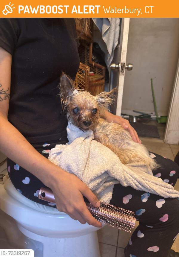 Found/Stray Male Dog last seen Elmwood ave and wildwood st, Waterbury, CT 06710
