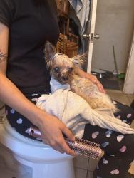 Found/Stray Male Dog last seen Elmwood ave and wildwood st, Waterbury, CT 06710