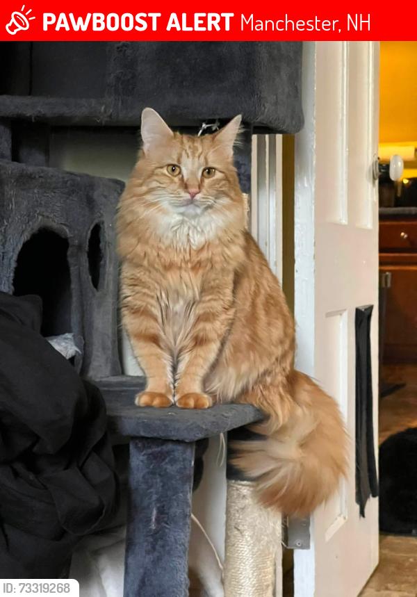 Lost Male Cat last seen Spruce St & Beacon St, Manchester, NH 03103