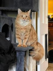 Lost Male Cat last seen Spruce St & Beacon St, Manchester, NH 03103