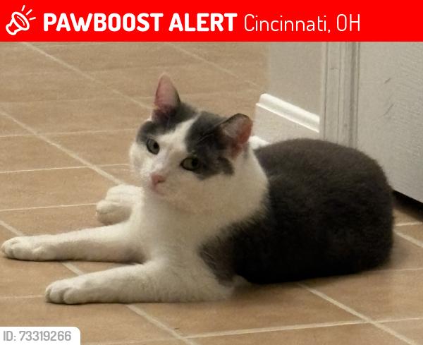 Lost Male Cat last seen Apple ridge ln & Ridge road, Near JCC, Cincinnati, OH 45236