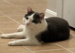 Lost Male Cat last seen Apple ridge ln & Ridge road, Near JCC, Cincinnati, OH 45236