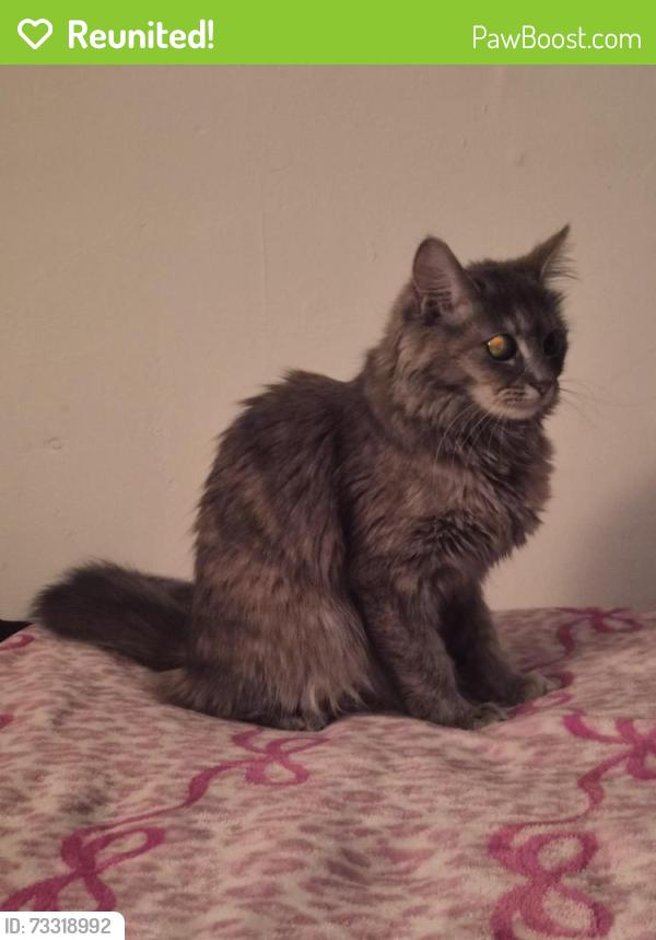 Reunited Female Cat last seen Near nw 31st ave, Miami, FL 33147