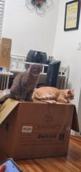 Reunited Female Cat last seen Near Englewood Dr, Lemon Grove, CA 91945, USA, Lemon Grove, CA 91945