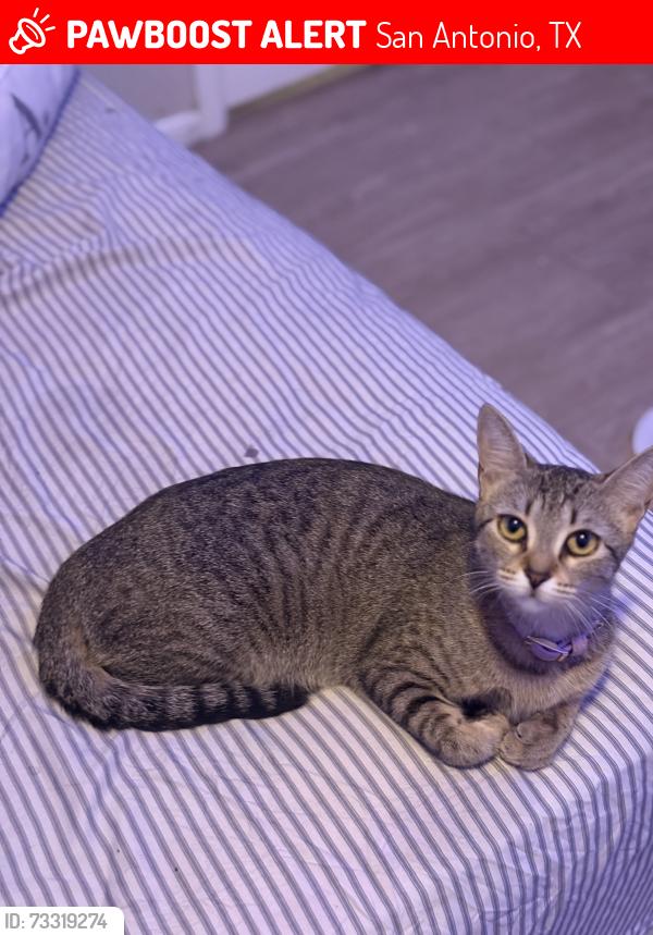 Lost Female Cat last seen Near the bus stop, San Antonio, TX 78220