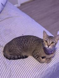 Lost Female Cat last seen Near the bus stop, San Antonio, TX 78220