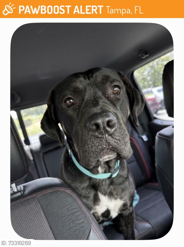 Found/Stray Male Dog last seen Renellie and wallcraft St, Tampa, FL 33611