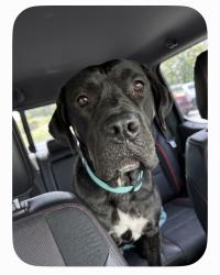 Found/Stray Male Dog last seen Renellie and wallcraft St, Tampa, FL 33611